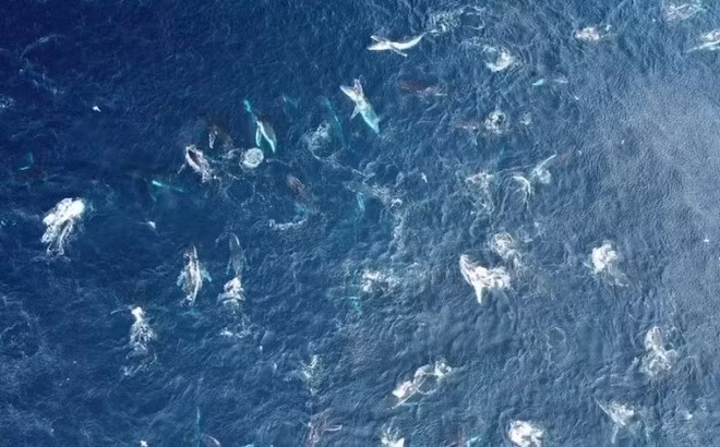 Đàn cá voi lưng gù gồm khoảng 50 con cùng săn mồi ở vùng biển ngoài khơi Australia. Ảnh: David Rogers Photography.