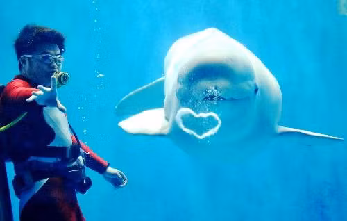 Một chú cá voi trắng ở công viên nước Polarland ở thành phố Cáp Nhĩ Tân, tỉnh Hắc Long Giang (Trung Quốc) gây ấn tượng với màn biểu diễn thổi bong bóng nước hình trái tim. Ảnh: Tân Hoa xã.
