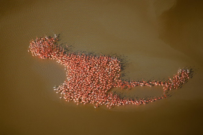 Hàng trăm con chim hồng hạc di cư ở bán đảo Yucatan. Chúng tạo nên cảnh tượng ngoạn mục khi xếp thành một con chim "khủng". Ảnh: BoredPanda.
