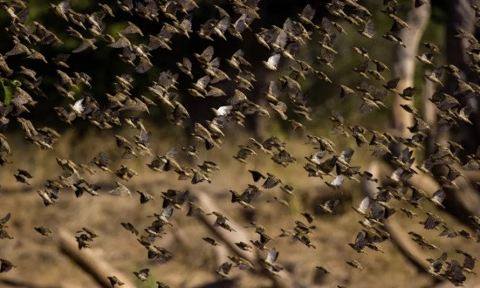 Đàn chim rồng rộc mỏ đỏ di chuyển như một đám mây kéo dài. Ảnh: Saffa Capture.