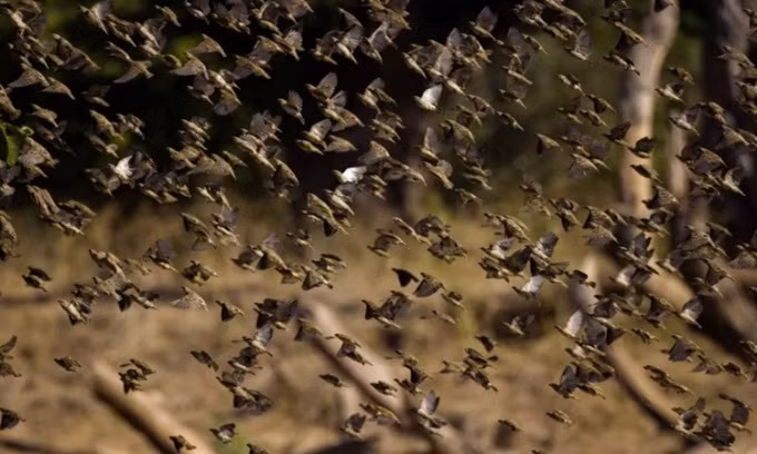 Đàn chim rồng rộc mỏ đỏ di chuyển như một đám mây kéo dài. Ảnh: Saffa Capture.