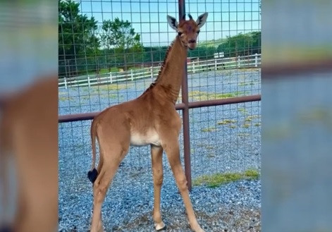 Khi đó, các chuyên gia tin rằng đó có thể là cá thể hươu mặt lưới không có đốm và có màu đồng nhất duy nhất trên thế giới (tính đến tháng 7/2023). Bởi lẽ, con hươu cao cổ không đốm cuối cùng từng được ghi nhận là vào năm 1972 tại Tokyo, Nhật Bản. Ảnh: CBS NEWS.