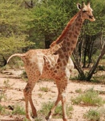 Tháng 1/2021, một nhóm nhà nghiên cứu phát hiện 2 con hươu cao cổ lùn trong tự nhiên khi khảo sát loài động vật này trong công viên quốc gia Murchison. Ảnh: Michael B Brown.