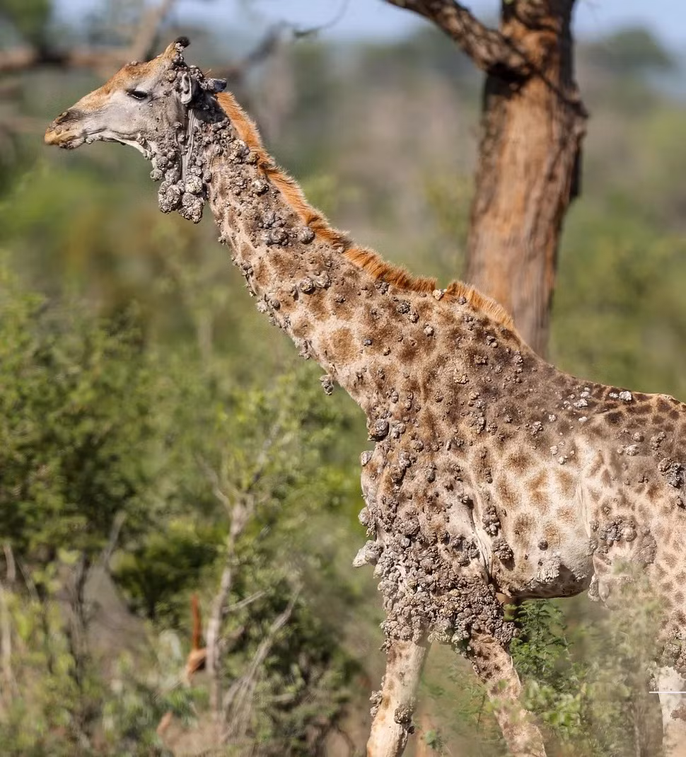 Nhiếp ảnh gia động vật hoang dã Marius Nortje gần đây công bố ảnh chụp một con hươu cao cổ với các khối u lớn mọc từ mặt, cổ và thân tại Công viên Quốc gia Kruger, Nam Phi. Các chuyên gia nghi ngờ rằng, con vật này có thể đã nhiễm virus papilloma ở bò (BPV). Ảnh: Marius Nortje.