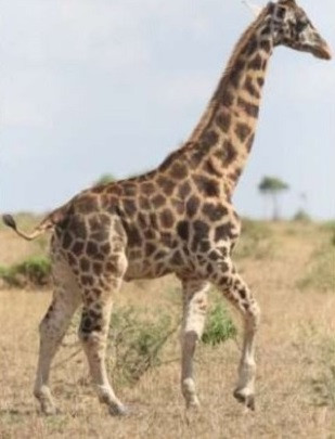 Nhóm nghiên cứu cho rằng, 2 con hươu cao cổ lùn đó có thể mắc hội chứng giống loạn sản xương (thuật ngữ chung chỉ những chứng bệnh ảnh hưởng tới chiều dài chi, bao gồm chứng lùn). Ảnh: Michael B Brown.