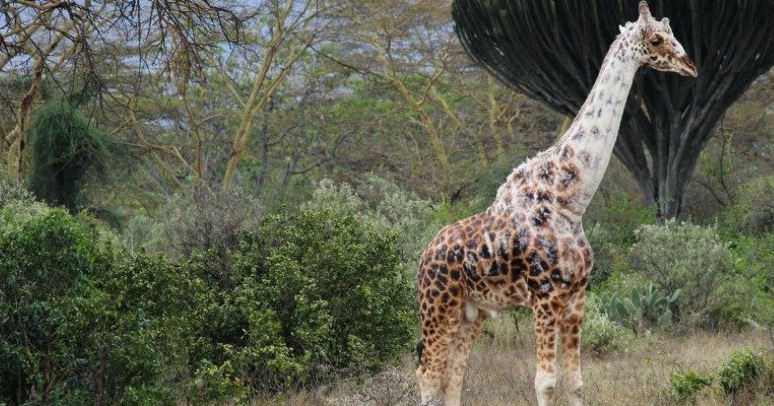 Vào tháng 6/2016, các nhà khoa học thông báo về việc phát hiện một con hươu cao cổ đực ở khu bảo tồn Soysambu (Kenya) bị mất dần màu da theo từng ngày. Con vật này được cho là mắc bệnh bạch tạng hay da mất sắc tố thường biểu hiện ngay từ lúc con thú mới sinh ra. Ảnh chụp màn hình Sciencealert.