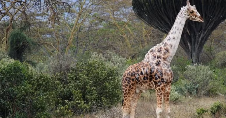 Vào tháng 6/2016, các nhà khoa học thông báo về việc phát hiện một con hươu cao cổ đực ở khu bảo tồn Soysambu (Kenya) bị mất dần màu da theo từng ngày. Con vật này được cho là mắc bệnh bạch tạng hay da mất sắc tố thường biểu hiện ngay từ lúc con thú mới sinh ra. Ảnh chụp màn hình Sciencealert.