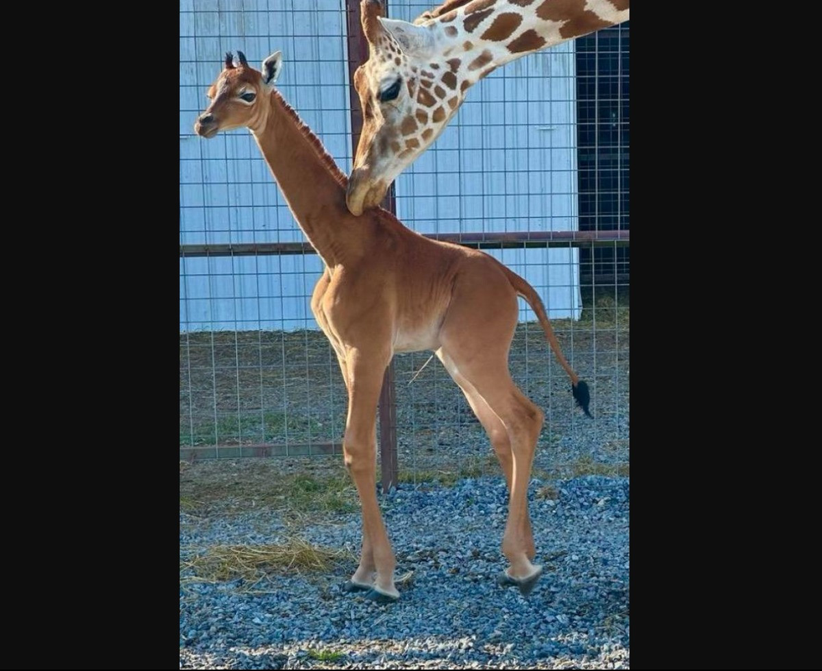 Ngày 31/7/2023, sở thú Brights Zoo tại bang Tennessee, Mỹ chào đón một cô hươu cao cổ con không đốm cực kỳ quý hiếm. Ảnh: CBS NEWS.