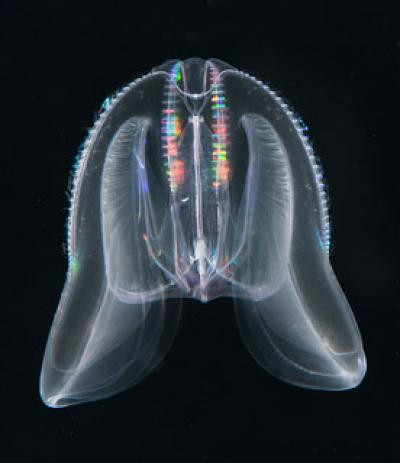 "Chứng kiến cá thể sứa lược trưởng thành từ từ chuyển sang dạng ấu trùng cydippid như quay ngược thời gian thật sự kỳ diệu. Trong vài tuần, chúng không chỉ thay đổi hình dạng mà cả tập tính kiếm ăn cũng trở về giống ấu trùng cydippid", Tiến sĩ Soto-Angel lý giải. Ảnh: Lars Johan Hansson/eurekalert.