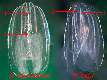 Sau khi thực hiện nghiên cứu, nhóm của Tiến sĩ Soto-Angel phát hiện ra rằng khi chịu áp lực môi trường mạnh, sứa lược trưởng thành có thể "cải lão hoàn đồng", quay trở lại giai đoạn ấu trùng. Ảnh: seawater.