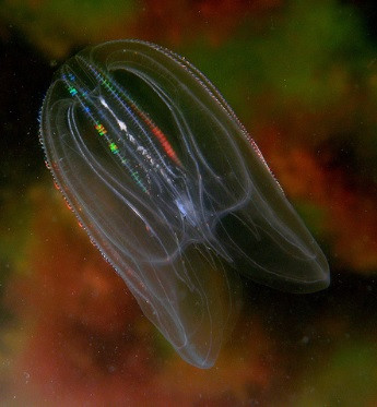 Khi một cá thể sứa lược trưởng thành trong bể nuôi nhốt bất ngờ "biến hình" trở thành ấu trùng, Tiến sĩ Soto-Angel và cộng sự đã thực hiện nghiên cứu nhằm giải mã nguyên nhân. Ảnh: inaturalist.