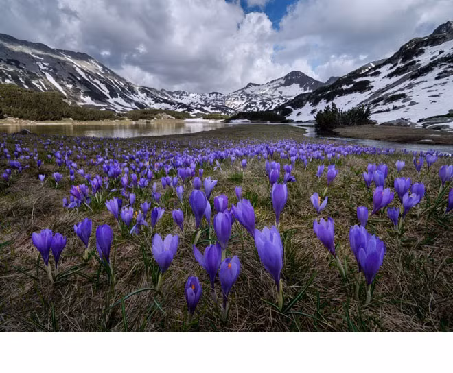  5. Vườn Quốc gia Pirin. Với hơn 100 đỉnh núi cao trên 2000 m và có cây cổ thụ lớn nhất Bungari tới hơn 1350 năm tuổi, Công viên Quốc gia Pirin thường được gọi là Vùng đất của Những Người khổng lồ. Đây là vườn quốc gia lâu đời nhất của Bungari, được đưa vào chương trình Con người và Sinh quyển (Man and Biosphere) của UNESCO. Quanh năm che phủ trong tuyết, nơi đây được hình thành bởi hơn 170 khu vực hồ băng, thung lũng sâu, đá hình kim tự tháp, rừng thông và bách dày đặc. Khu vực bảo tồn trong Dãy núi Pirin rộng hơn, có vùng chân đồi với rất nhiều suối nước khoáng nóng, vườn nho và hệ thống sông ngòi chằng chịt. Nơi đây cũng kết hợp Khu Dự trữ Sinh quyển Bayuvi Doupki-Dzhindzhiritsa và Khu Bảo tồn Yulen, cực kỳ thích hợp với những du khách có tâm hồn yêu thiên nhiên.