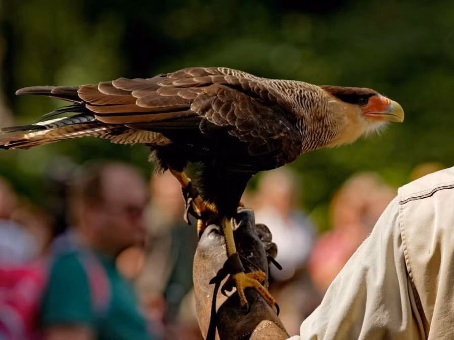  11. Công viên chim Kuala Lumpur: Nằm trong khu Lake Gardens (vườn hồ), công viên chim là một nhà lưới khổng lồ rộng 21 ha, nơi nuôi dưỡng hơn 3.000 chú chim từ khắp nơi trên thế giới. Tới đây, ngoài chiêm ngưỡng khung cảnh thiên nhiên tuyệt đẹp cùng những chú chim đầy màu sắc, bạn còn có thể tận tay chạm vào chúng cũng như cùng chụp ảnh lưu niệm. Ảnh: Michael70.