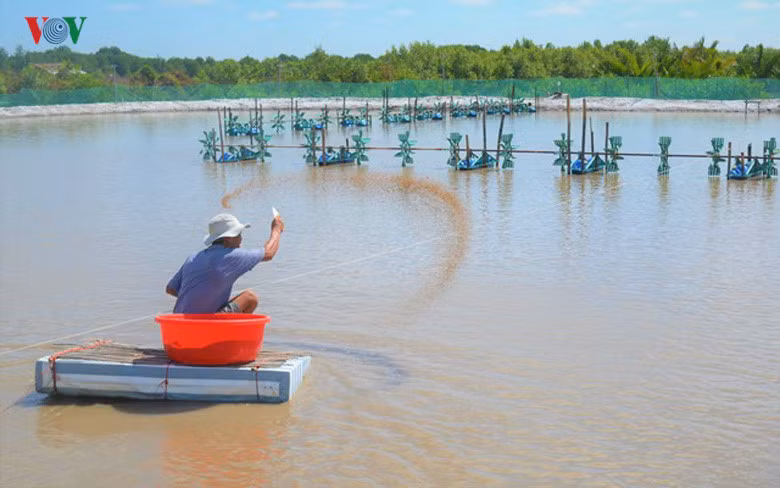 Chăm sóc tôm nuôi đòi hỏi sự tỷ mỉ và thận trọng rất cao. Sai xót trong một chi tiết nhỏ có thể tiêu tan gia sản của cả một đời người.