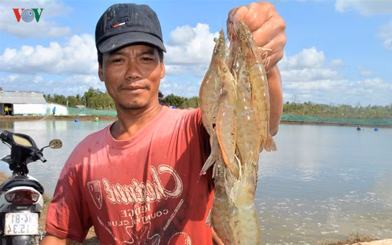 Mô hình nuôi tôm thâm canh, bán thâm canh đã giúp nhiều nông hộ miền Tây trở thành tỷ phú.