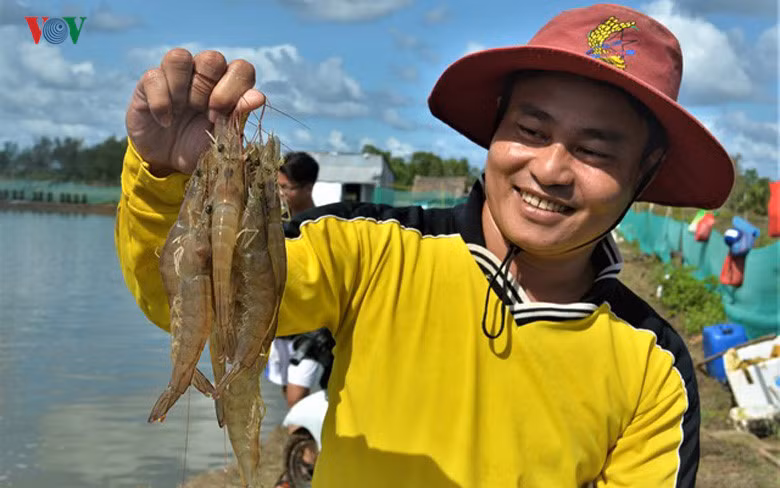 Tôm thẻ chân trắng đang được đa số các hộ nuôi lựa chọn vì thời gian nuôi ngắn, khoảng 2 – 3 tháng đã cho thu hoạch.