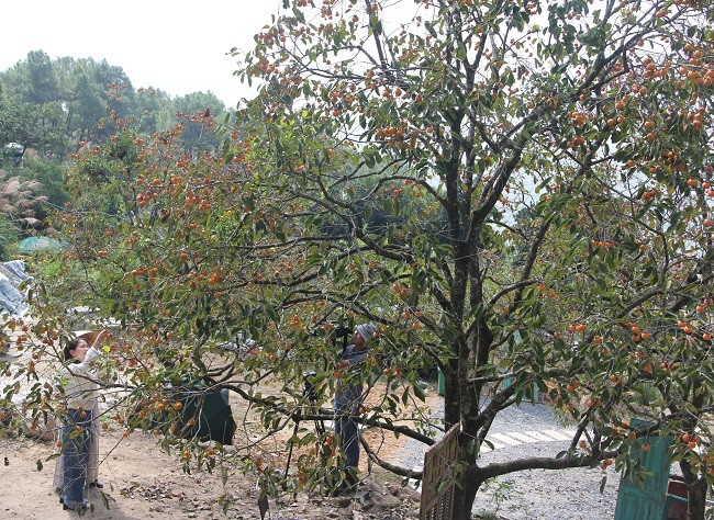 Vườn hồng cổ Nam Anh – điểm nhấn du lịch trên quê hương Bác Hồ - Hình 6 Vuon hong co Nam Anh – diem nhan du lich tren que huong Bac Ho-Hinh-6