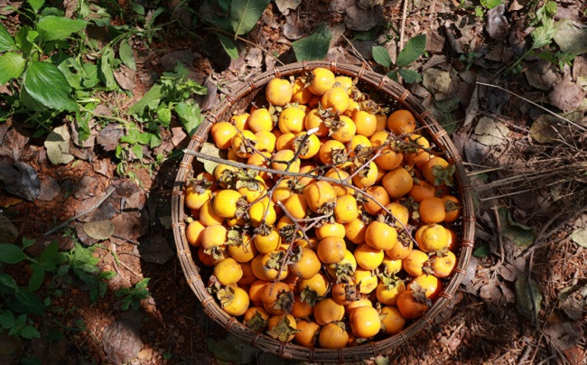 Vườn hồng cổ Nam Anh – điểm nhấn du lịch trên quê hương Bác Hồ - Hình 7 Vuon hong co Nam Anh – diem nhan du lich tren que huong Bac Ho-Hinh-7