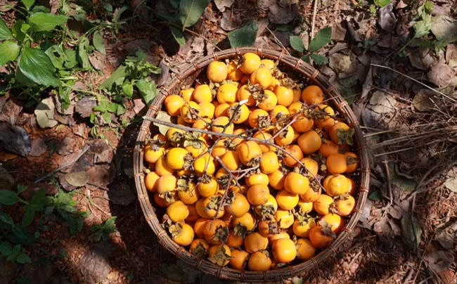 Vuon hong co Nam Anh – diem nhan du lich tren que huong Bac Ho-Hinh-7