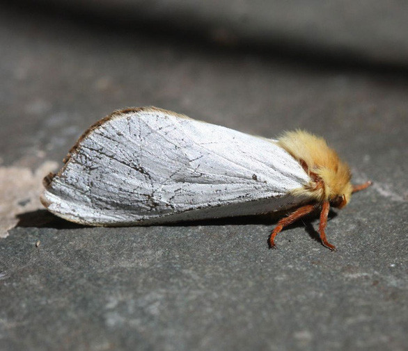 4. Bướm ma. Những con bướm ma Hepialus humuli humuli phủ đầy phấn trắng với những đốm nâu trên cơ thể được tìm thấy phổ biến ở Anh.