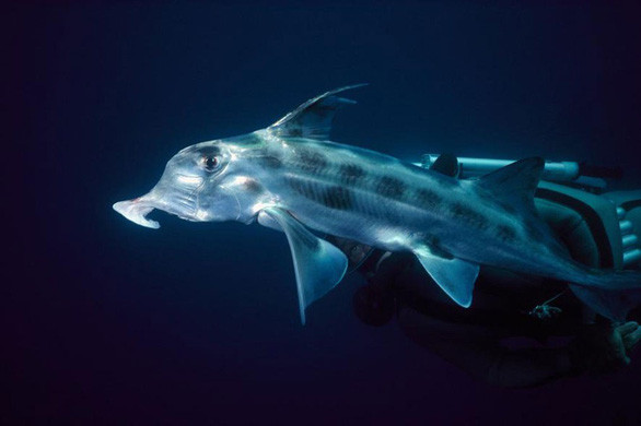 3. Cá mập ma. Năm 2009, các nhà khoa học tại Viện Nghiên cứu hải dương Monterey Bay (Mỹ) đã bất ngờ khi lần đầu tiên ghi hình được một con cá mập ma xanh mũi nhọn ở vùng biển Thái Bình Dương, giữa Hawaii và bang California.