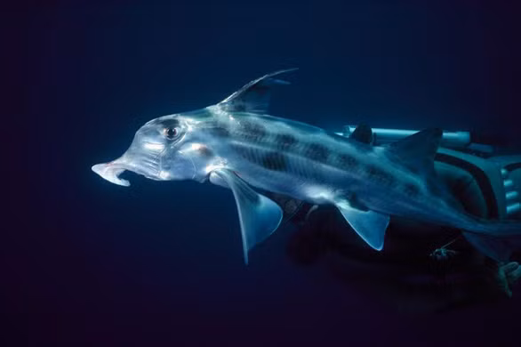 3. Cá mập ma. Năm 2009, các nhà khoa học tại Viện Nghiên cứu hải dương Monterey Bay (Mỹ) đã bất ngờ khi lần đầu tiên ghi hình được một con cá mập ma xanh mũi nhọn ở vùng biển Thái Bình Dương, giữa Hawaii và bang California.