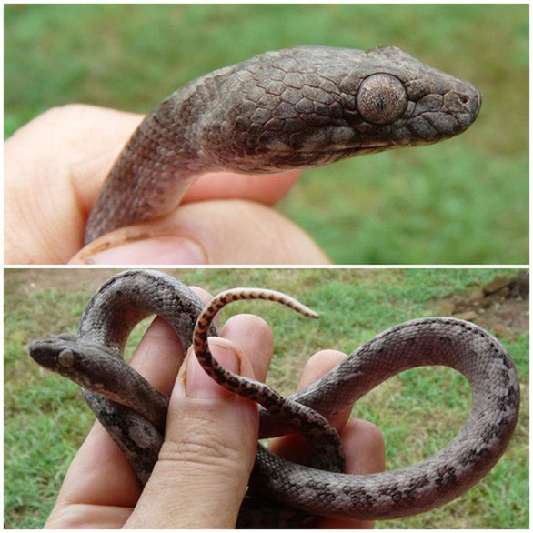 5. Rắn ma. Năm 2016, các nhà khoa học phát hiện loài rắn ma có thân màu xám nhạt ở Madagascar, có tên khoa học Madagascarophis lolo.