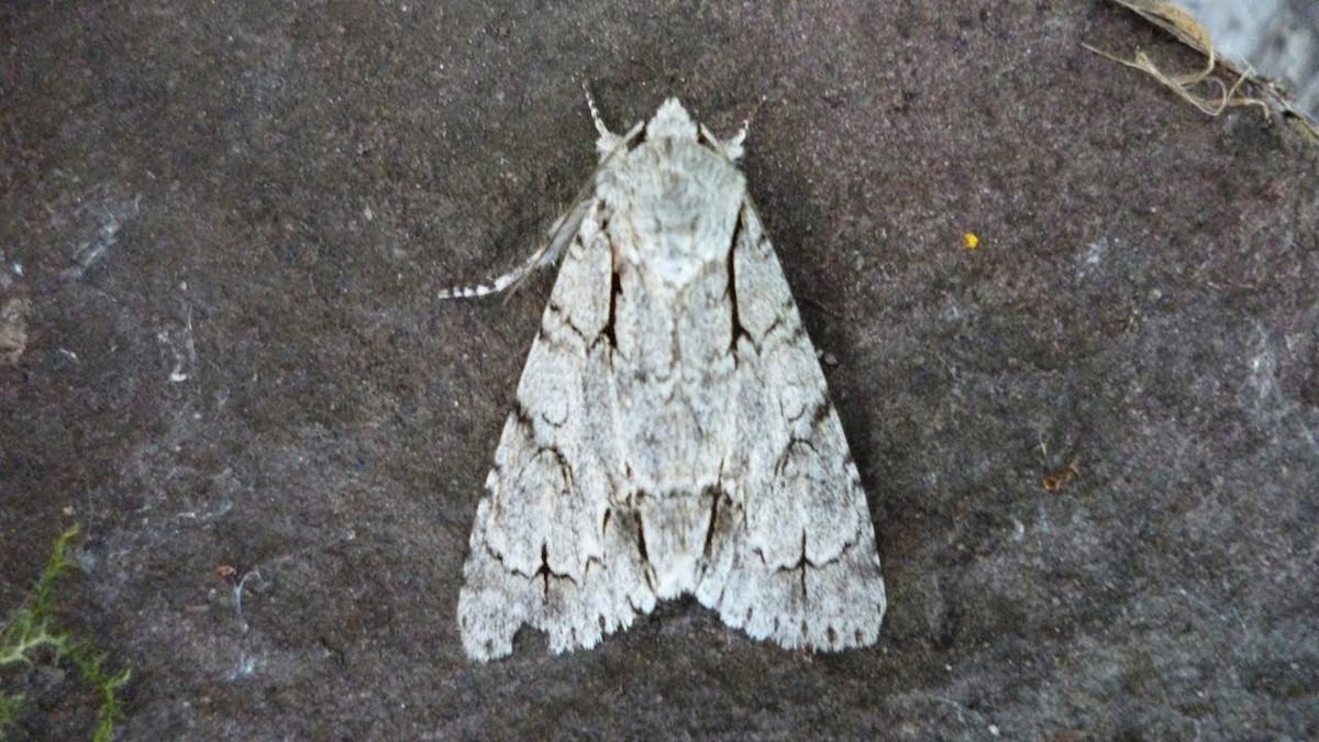 Những con đực có “màn trình diễn lắc lư” cơ thể vào lúc hoàng hôn để thu hút con cái. "Loài côn trùng này ẩn hiện như những bóng ma trong tự nhiên", nhà nghiên cứu George Burgess tại Bảo tàng lịch sử tự nhiên Florida (Mỹ) cho biết.