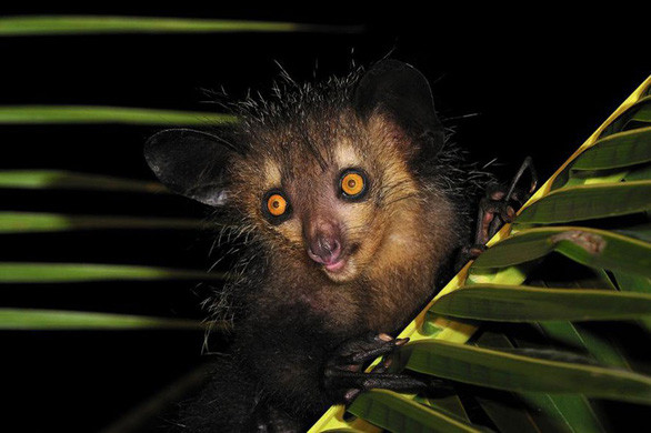 2. Khỉ ai ai. Ở loài khỉ ai ai (The Aye-aye, tên khoa học Daubentonia madagascariensis) chuyên sống về đêm có hình dạng bên ngoài giống như ma quỷ.