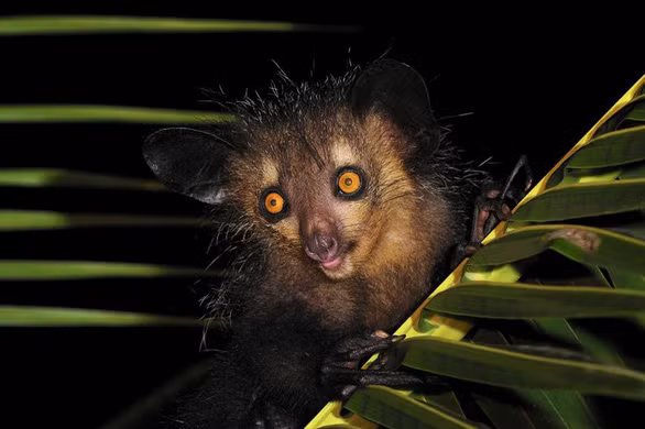 2. Khỉ ai ai. Ở loài khỉ ai ai (The Aye-aye, tên khoa học Daubentonia madagascariensis) chuyên sống về đêm có hình dạng bên ngoài giống như ma quỷ.