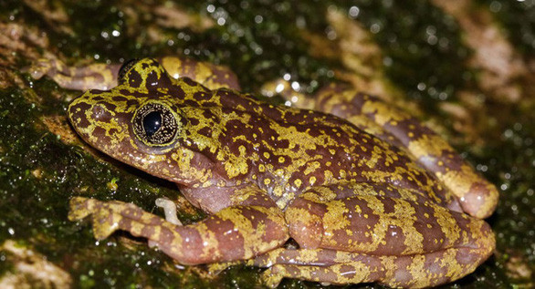 6. Ếch ma. Có 7 loài ếch ma được tìm thấy tại Nam Phi. Màu sắc cơ thể của những con ếch ma này không nhợt nhạt, ám ảnh con người, thay vào đó là thường có màu xanh được xen kẽ mảng màu từ tím đến nâu đỏ. Tên ếch ma được gọi theo địa danh nơi sinh sống của chúng là bên dòng suối, các khe hẹp ở hẻm núi Skeleton (tạm dịch hẻm Hài cốt) thuộc núi Bàn, Nam Phi.