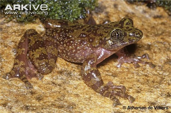 Burgess nói: "Hẻm núi Skeleton có dòng suối chảy nhanh, do đó màng da chân ếch phát triển đặc biệt để chúng có thể bám chặt trên nền đá. Những con nòng nọc thậm chí có phần miệng giống như giác hút bám trên đá để chịu được dòng chảy mạnh". Nếu được gọi tên khác ngoài tên ếch ma, nên gọi chúng là những con ếch giác hút (cling-ons).