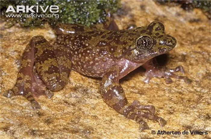 Burgess nói: "Hẻm núi Skeleton có dòng suối chảy nhanh, do đó màng da chân ếch phát triển đặc biệt để chúng có thể bám chặt trên nền đá. Những con nòng nọc thậm chí có phần miệng giống như giác hút bám trên đá để chịu được dòng chảy mạnh". Nếu được gọi tên khác ngoài tên ếch ma, nên gọi chúng là những con ếch giác hút (cling-ons).