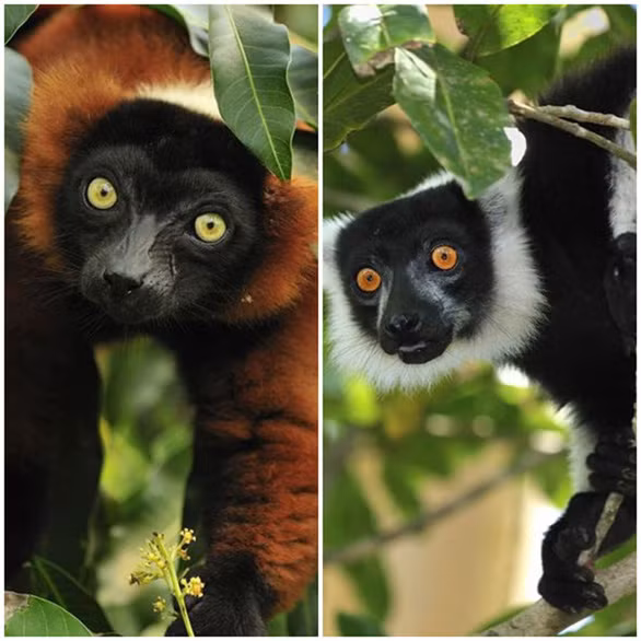 1. Vượn cáo. "Những con vượn cáo Madagascar thường cất tiếng kêu ám ảnh với âm thanh nghe ghê rợn vang xa tại khu vực sinh sống của chúng gây hoang mang cho người dân về "hồn ma hay linh hồn sống trong rừng" - Chelsea Feast, chuyên gia nghiên cứu linh trưởng tại Trung tâm Tennessee Aquarium (Mỹ), cho biết.