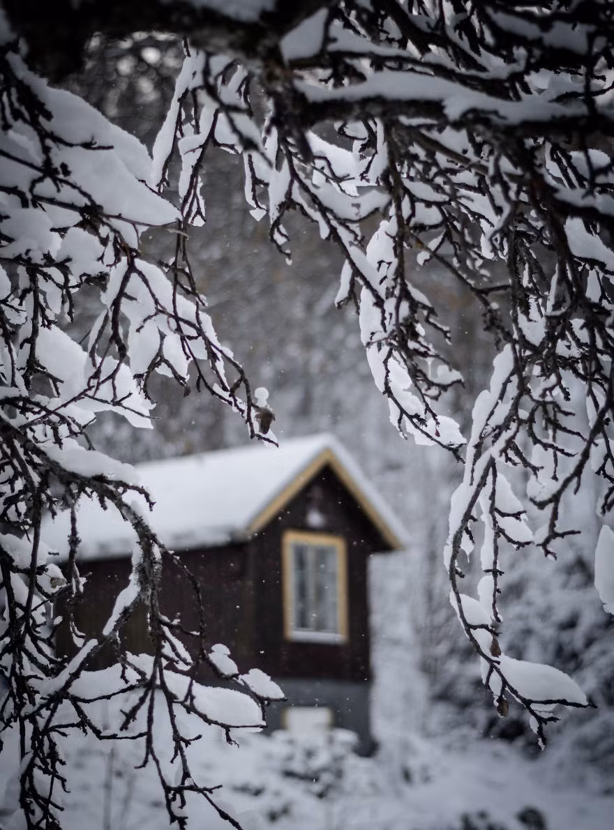 Tuyết đọng lại trên từng nhánh cây.