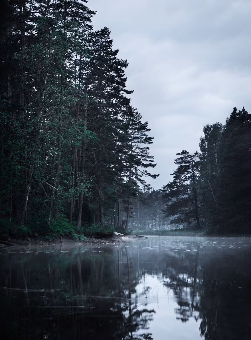 Vào những ngày đông giá này, rừng rậm, thiên nhiên Thuỵ Điển vào các buổi sáng sớm hoặc chiều tối sương giăng mịt mù. 