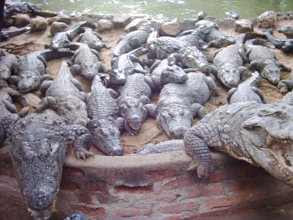 Không chỉ vậy, Mahabalipuram còn là nơi sinh sống của hàng ngàn con cá sấu tự nhiên được nuôi thả hoang dã. Chắc chắn, đây sẽ là điểm đến hớp hồn khách du lịch. Ảnh: HolidayIQ.