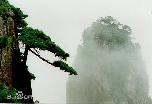 Nhắc đến Hoàng Sơn là phải nhắc đến "tứ tuyệt chi thủ" mà cái tuyệt đầu tiên ở đây chính là Kỳ Tùng. Hoàng Sơn có hàng trăm nghìn gốc tùng cổ trên một trăm năm tuổi. Đặc biệt hơn cả là cây tùng nghênh khách trên ngọn Ngọc Nữ. Ảnh: Baike.