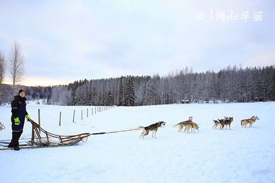 Một chặng đường dài chỉ toàn rừng cây và băng tuyết với những chú chó Husky dẫn đường sẽ là trải nghiệm khó quên trong lòng du khách.