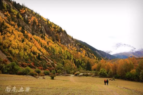 Khung cảnh Tây Tạng luôn tràn ngập sắc vàng trong những ngày thu.
