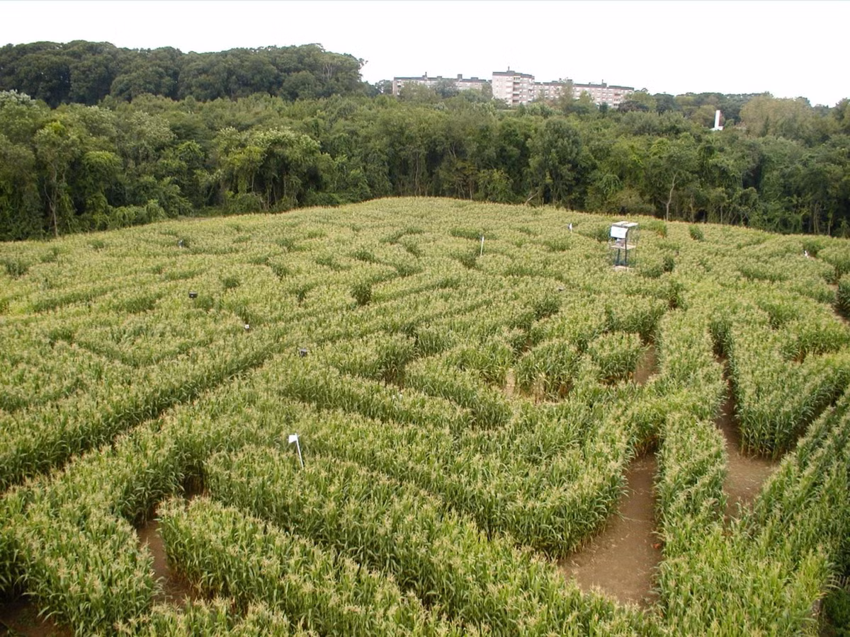 Các chuyên gia trong lĩnh vực này nói rằng, đông đảo du khách chịu thất bại là do ban đầu chưa đánh giá hết độ khó của mê cung, càng không thể tìm được ra trong khi đang sốt ruột, mong rút ngắn thời gian mò mẫm.