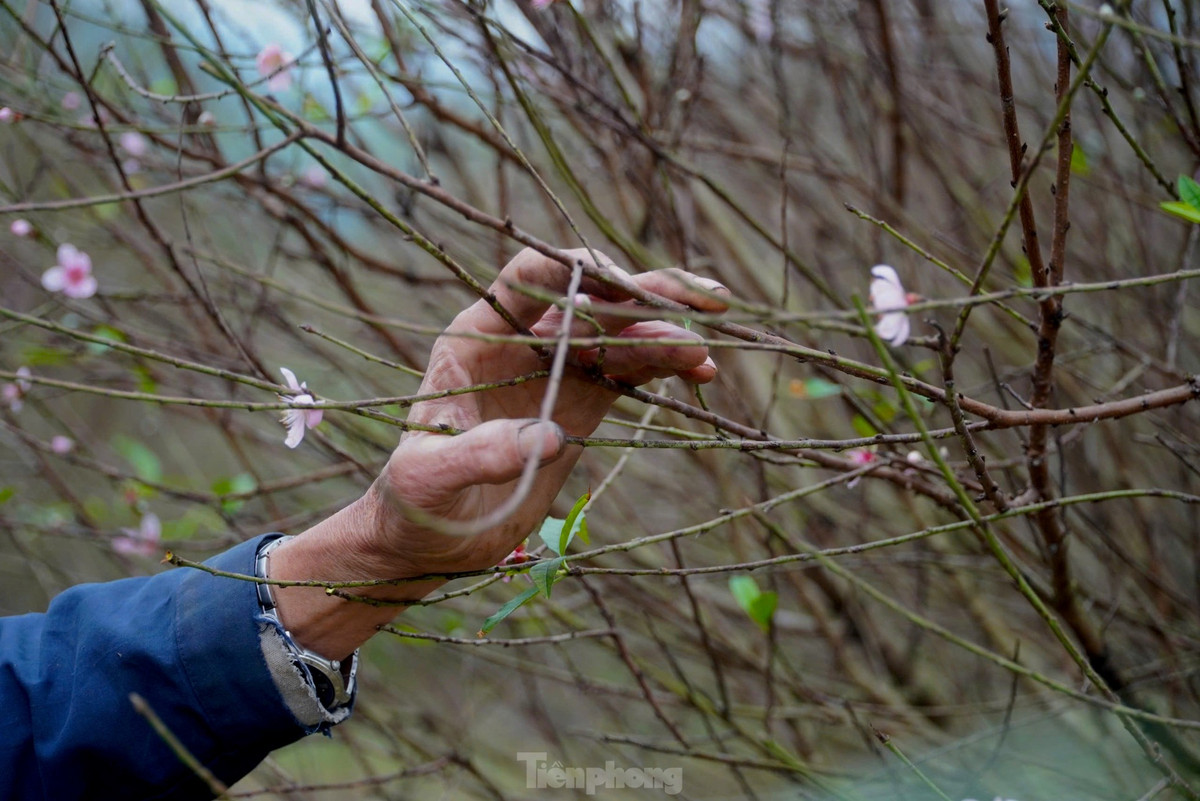 Nguoi dan lang dao tuot la, duong nu don Xuan ve-Hinh-3