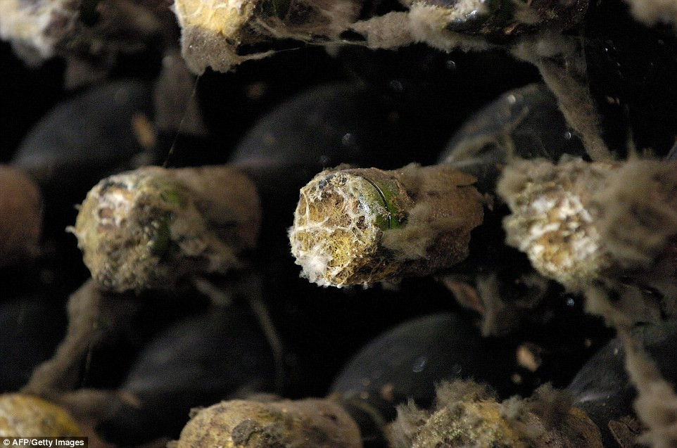 Không chỉ riêng rượu vang, với nguồn tài nguyên phong phú của đất nước, ngành nông nghiệp và chế biến thực phẩm chiếm hơn một phần tư GDP của Moldova.