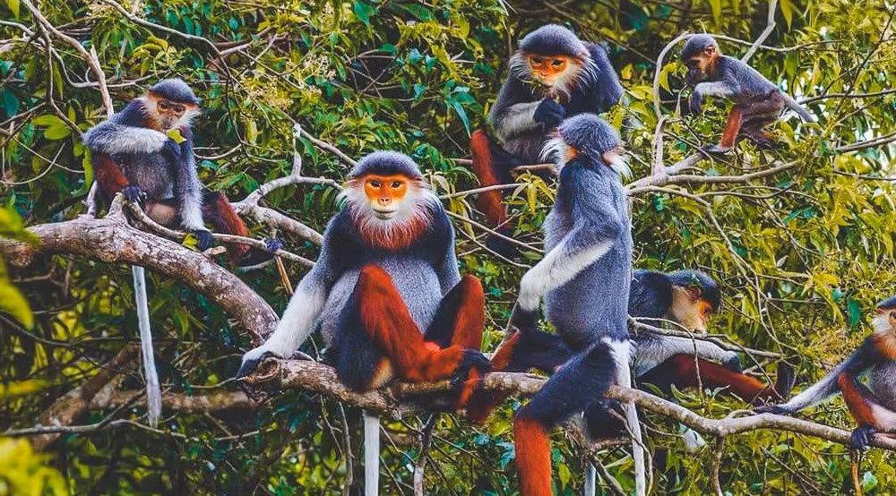 Trong số 659 loài động vật có xương sống, có những loài rất quý hiếm và có nguy cơ bị tuyệt trủng cao như: Vooc Mông Trắng ( Trachipythecus delacouri), Báo Gấm (Neofelis nebulosa), Sơn Dương (Carpicornis sumatraensis), cá Niếc Hang (Silurus cucphuongensis) và loài Sóc Bụng Đỏ đuôi hoe (Callosciurus erythraeus cuocphuongensis).