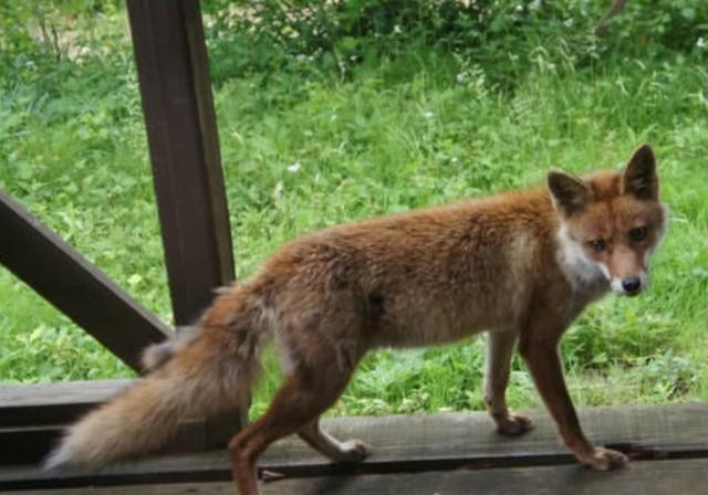 Người nông dân rất vui, cũng thường nấu ăn và đem thêm phần cơm cho con cáo đỏ thông minh, lanh lợi.