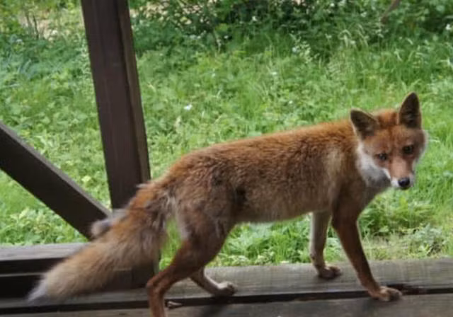 Người nông dân rất vui, cũng thường nấu ăn và đem thêm phần cơm cho con cáo đỏ thông minh, lanh lợi.