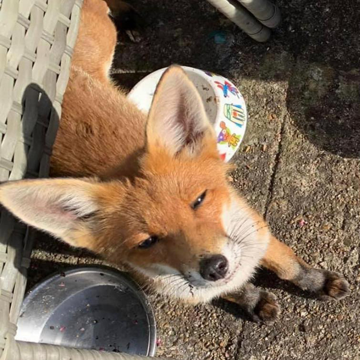 Được đối xử tử tế, con cáo đỏ như có linh tính, không chịu rời đi vào rừng sâu.