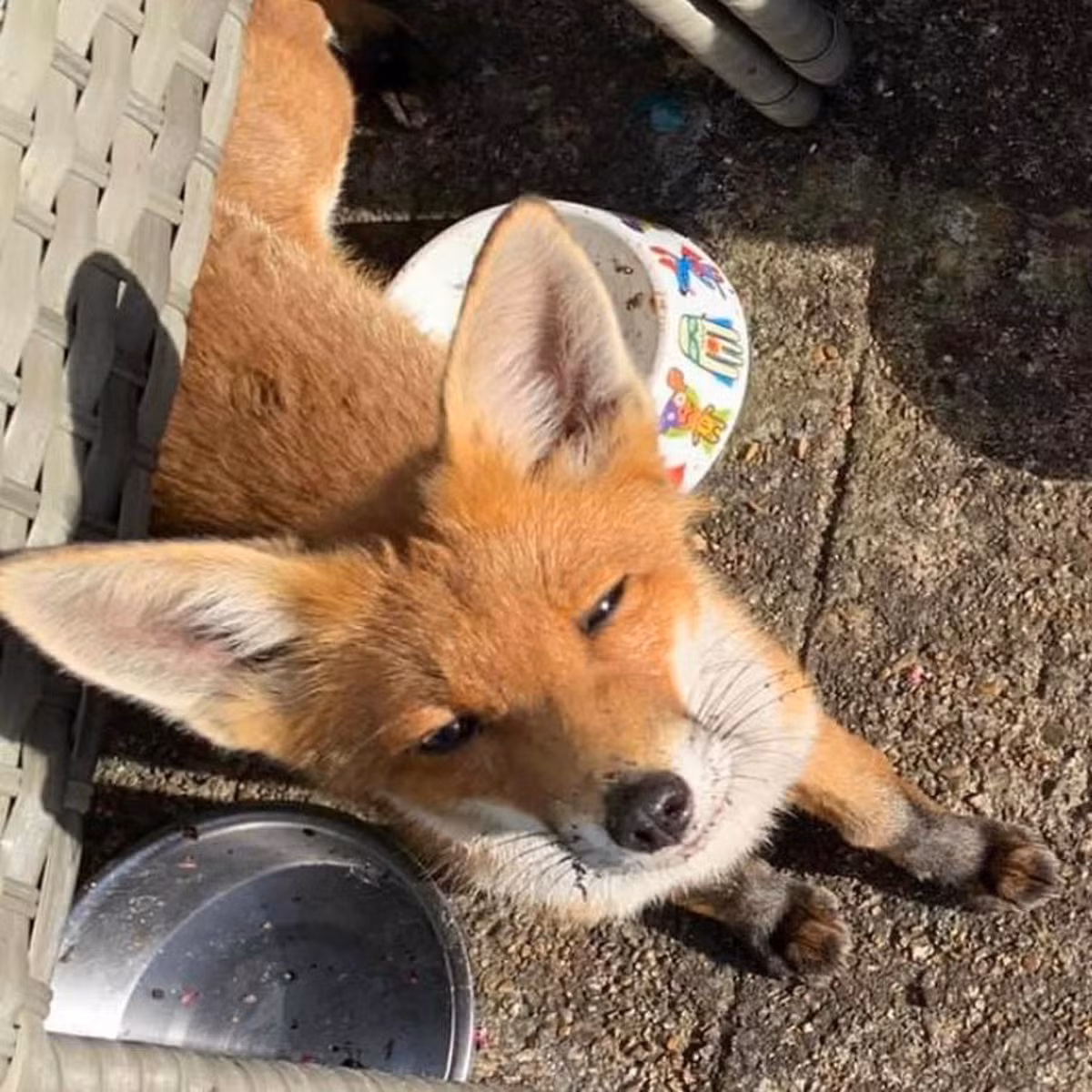 Được đối xử tử tế, con cáo đỏ như có linh tính, không chịu rời đi vào rừng sâu.