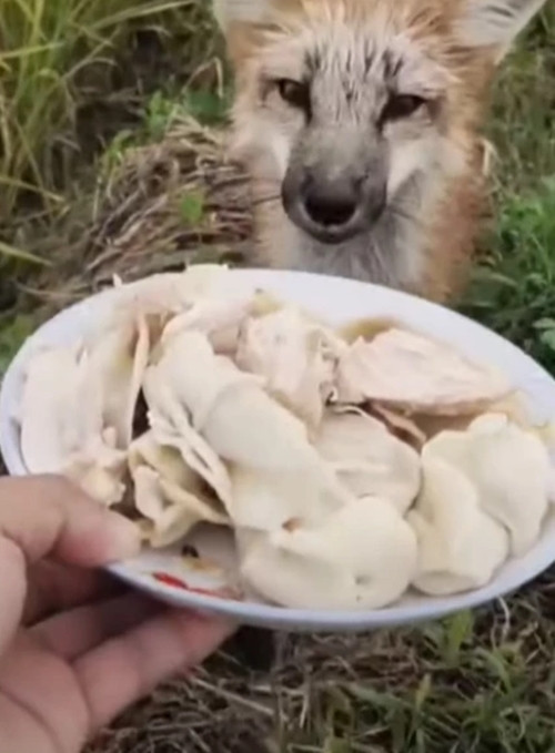 Thấy con cáo quá yếu, người nông dân động lòng thương, quyết định chữa trị cho con cáo và chăm sóc nó đến khi nó bình phục hoàn toàn.