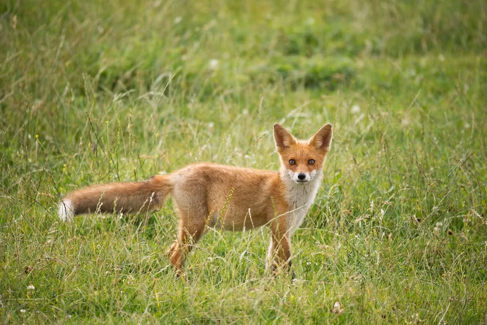 Đa số mọi người đều cho rằng con cáo đỏ này thực sự có linh tính, chẳng khác gì linh thú ở Thanh Khâu trong các truyện thần thoại dân gian.